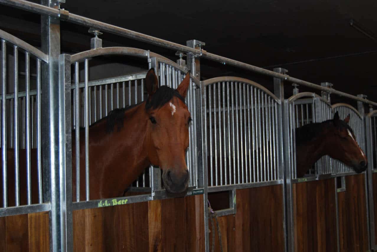 Zwei Pferde schauen aus ihren Pferdeboxen mit Schiebetueren heraus