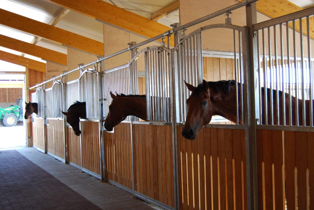 Vier Warmblueter schauen aus ihren Pferdeboxen auf die Stallgasse