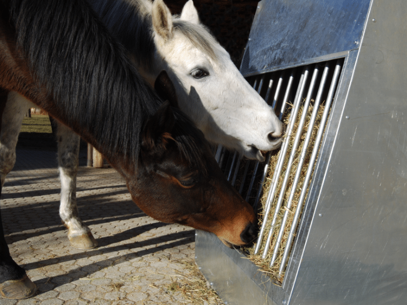 Zwei Pferde fressen an HAU Bodenraufe Heu