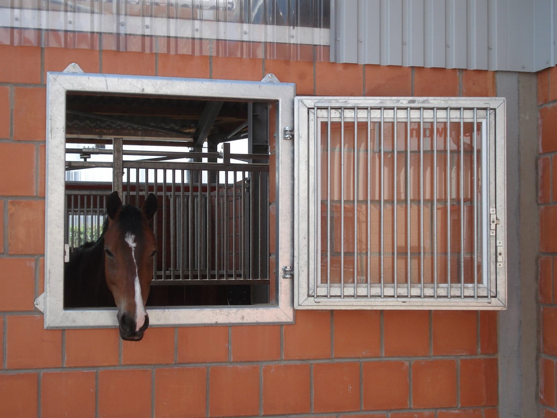 Pferd schaut aus Pferdestallfenster