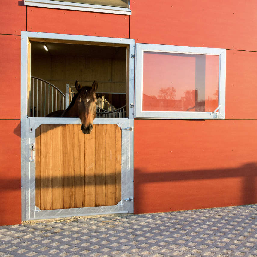 Pferd schaut aus Pferdestalltuer