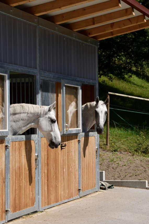 Pferde in Aussenboxen- Pferdestall